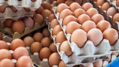 أسعار الدواجن والبيض اليوم الاثنين 17 نوفمبر 2025