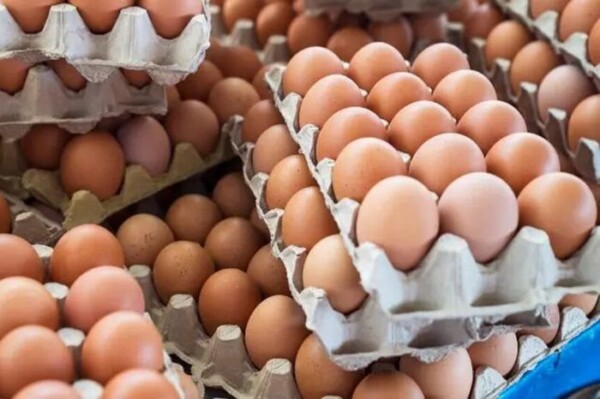 أسعار الدواجن والبيض اليوم الاثنين 17 نوفمبر 2025